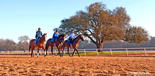 Aiken Horseback Riding