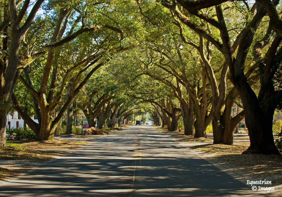 Here's what I love about living in Aiken, SC.