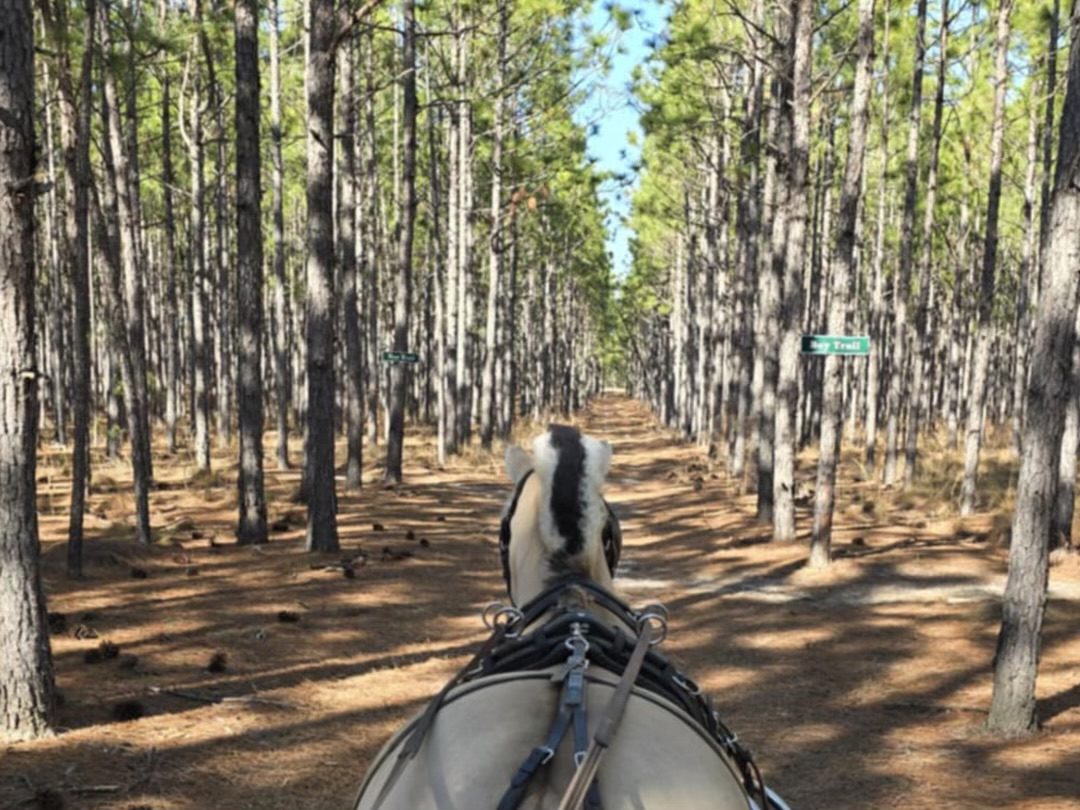 Windsor Trace riding trails and carriage driving